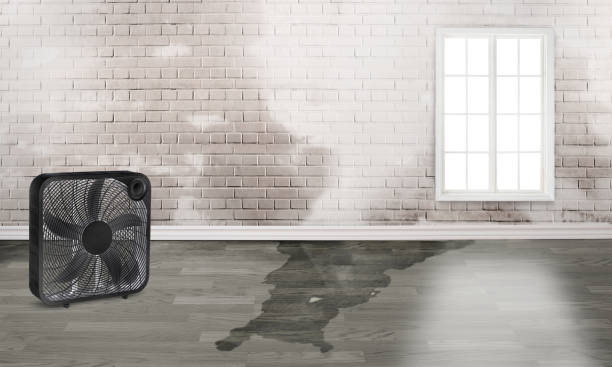 Best Commercial water damage restoration  in Pis, AR